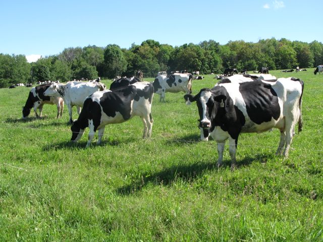 Pasture Fly Management on the Dairy (1.25 credits in NY)
