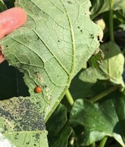Introduction to Biological Control - Part 1: Non-pesticide Biocontrols (0.5 credit in NY)