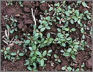 Principles of Managing Herbicide Resistance (1 credit in NY)