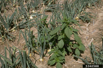 What is Herbicide Resistance? (1 credit in NY)