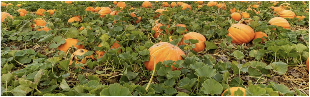 Insect Pests of Cucurbits (0.5 credit in NY)